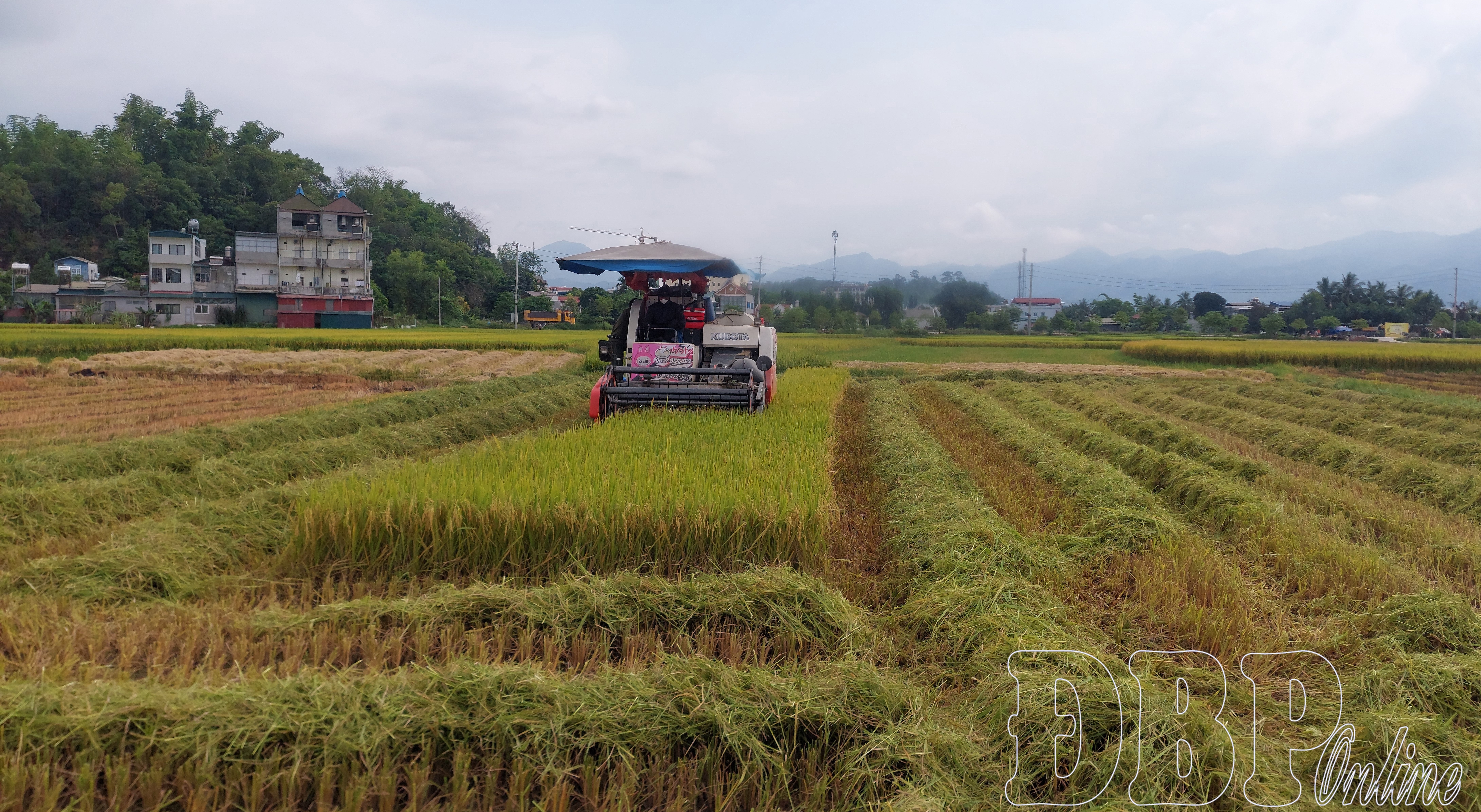 Nghề gặt máy vào vụ
