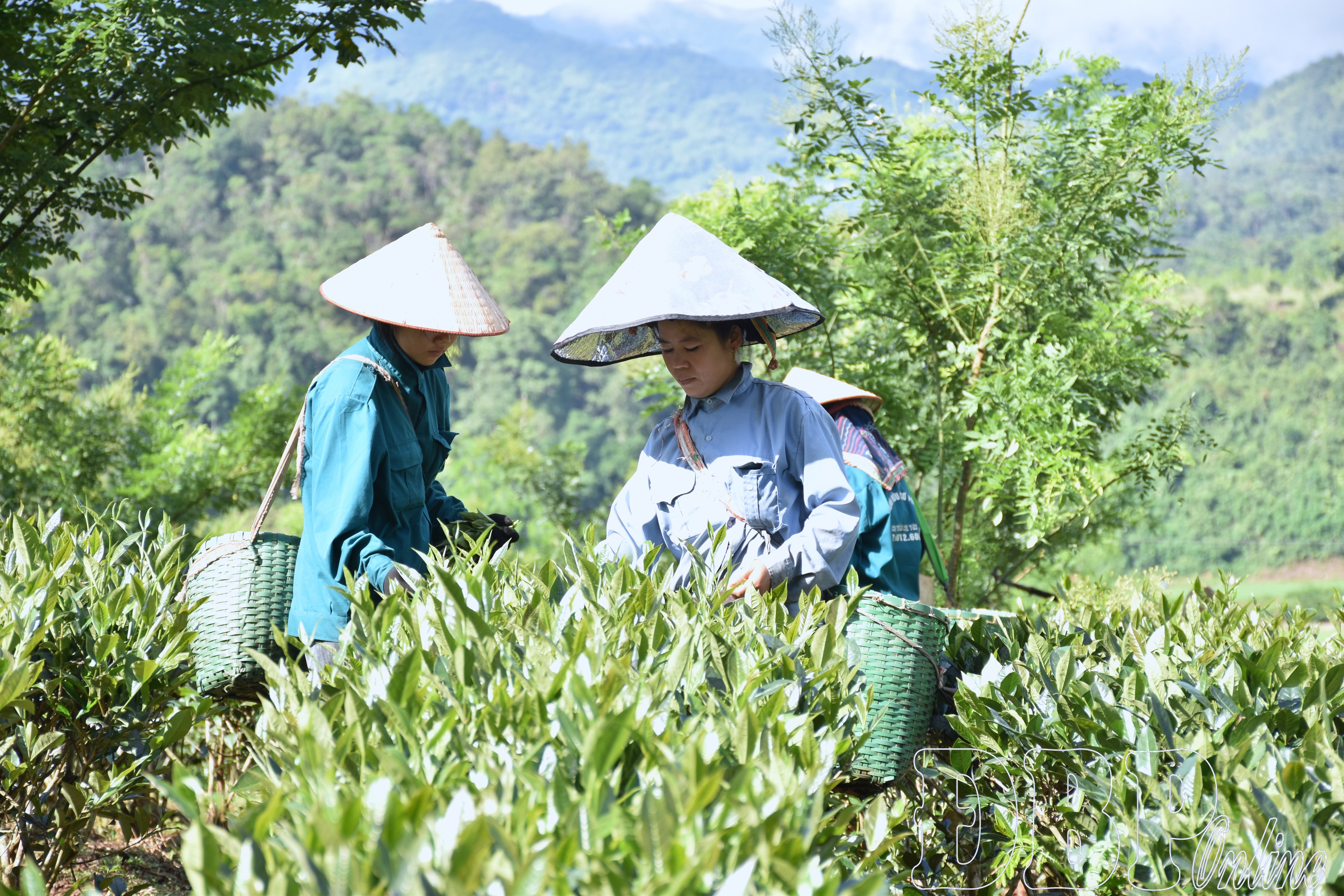Hương chè Điện Biên bay xa
