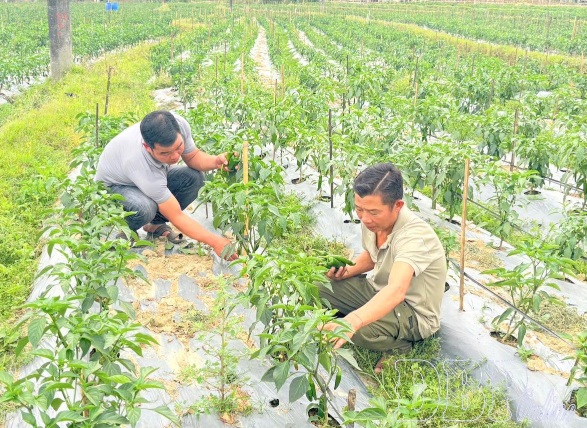 Ớt J xanh mở hướng thoát nghèo cho nông dân