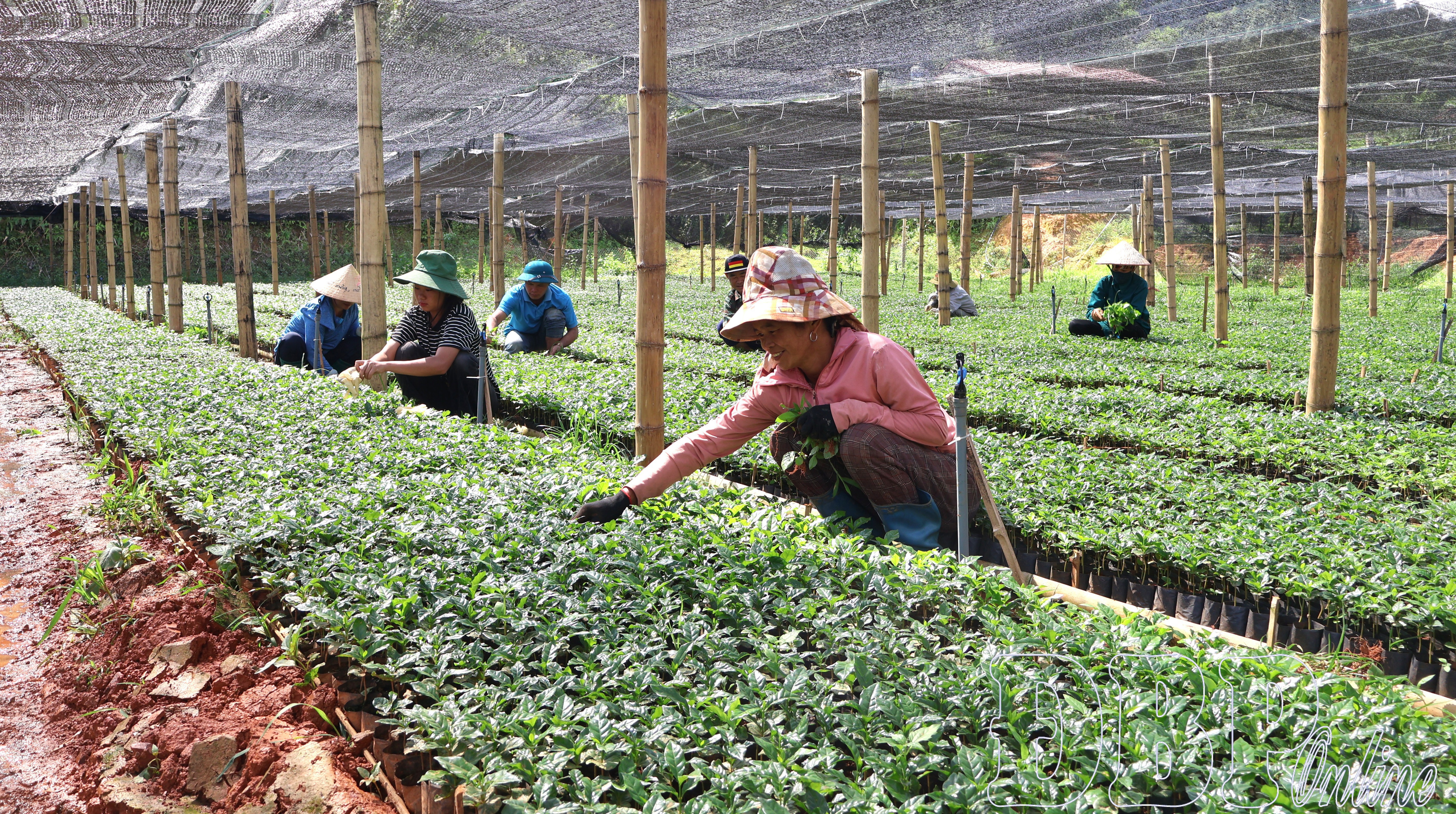 Nghị quyết XIV của Đảng: Lan tỏa tinh thần hành động từ cơ sở