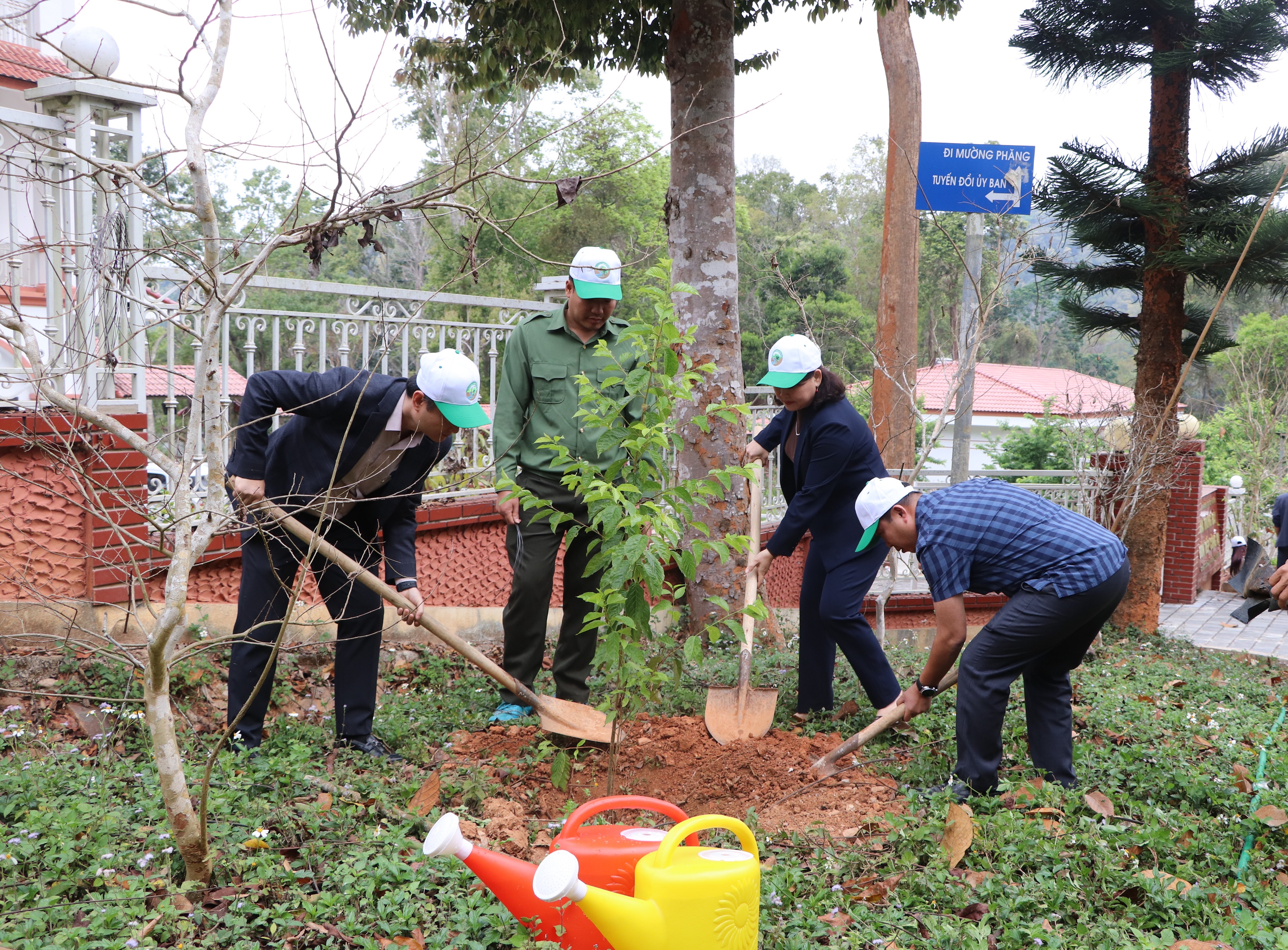 Trồng 40 cây hoa anh đào tại Mường Phăng