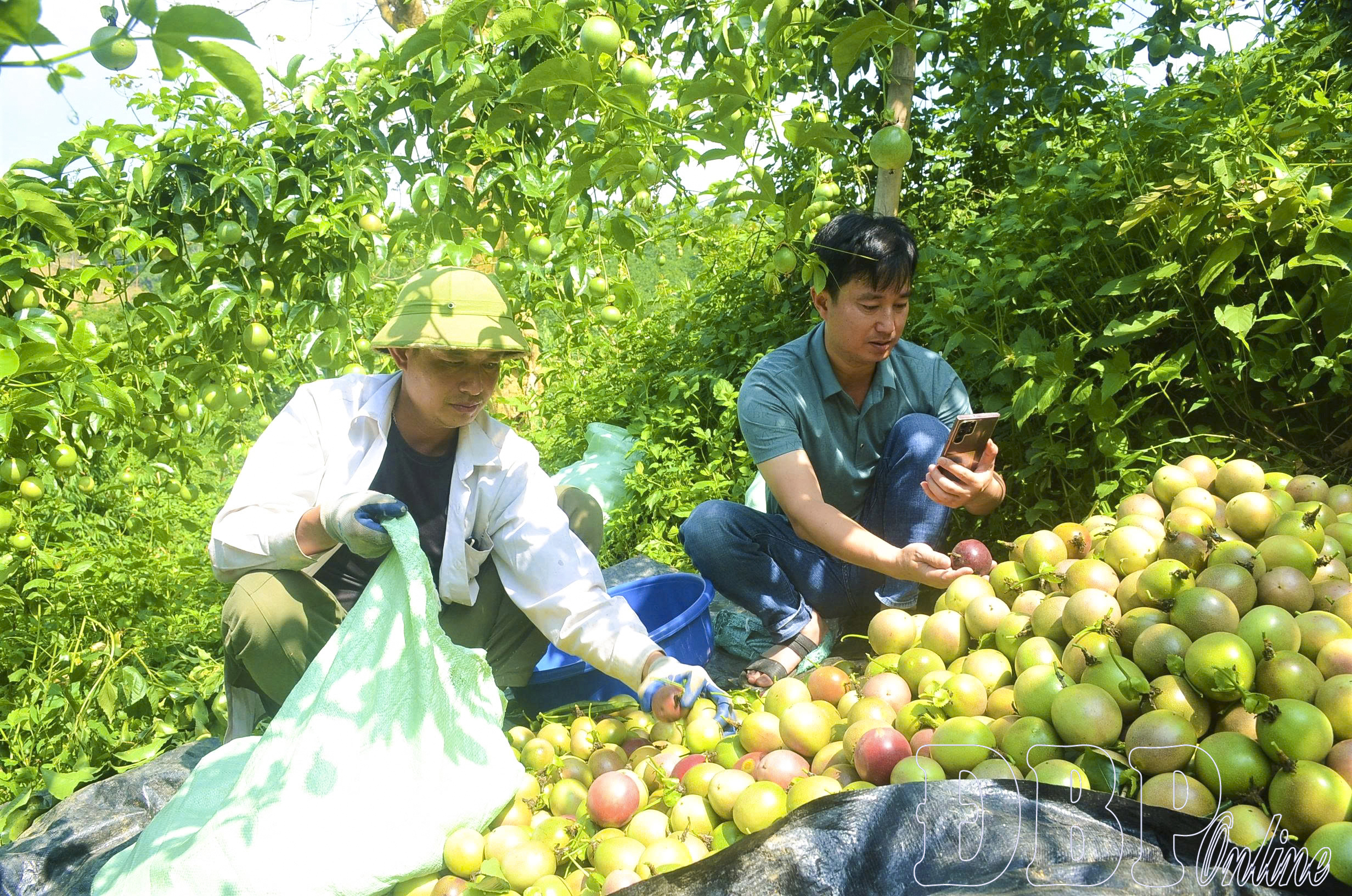 Mở hướng phát triển chanh leo bền vững