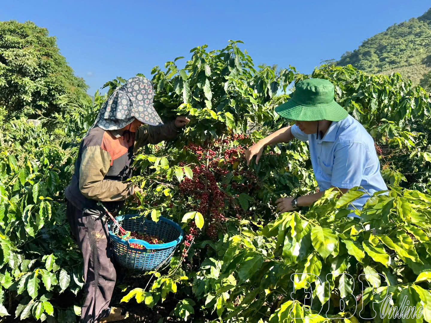 Điện Biên đẩy mạnh triển khai EUDR đối với cà phê