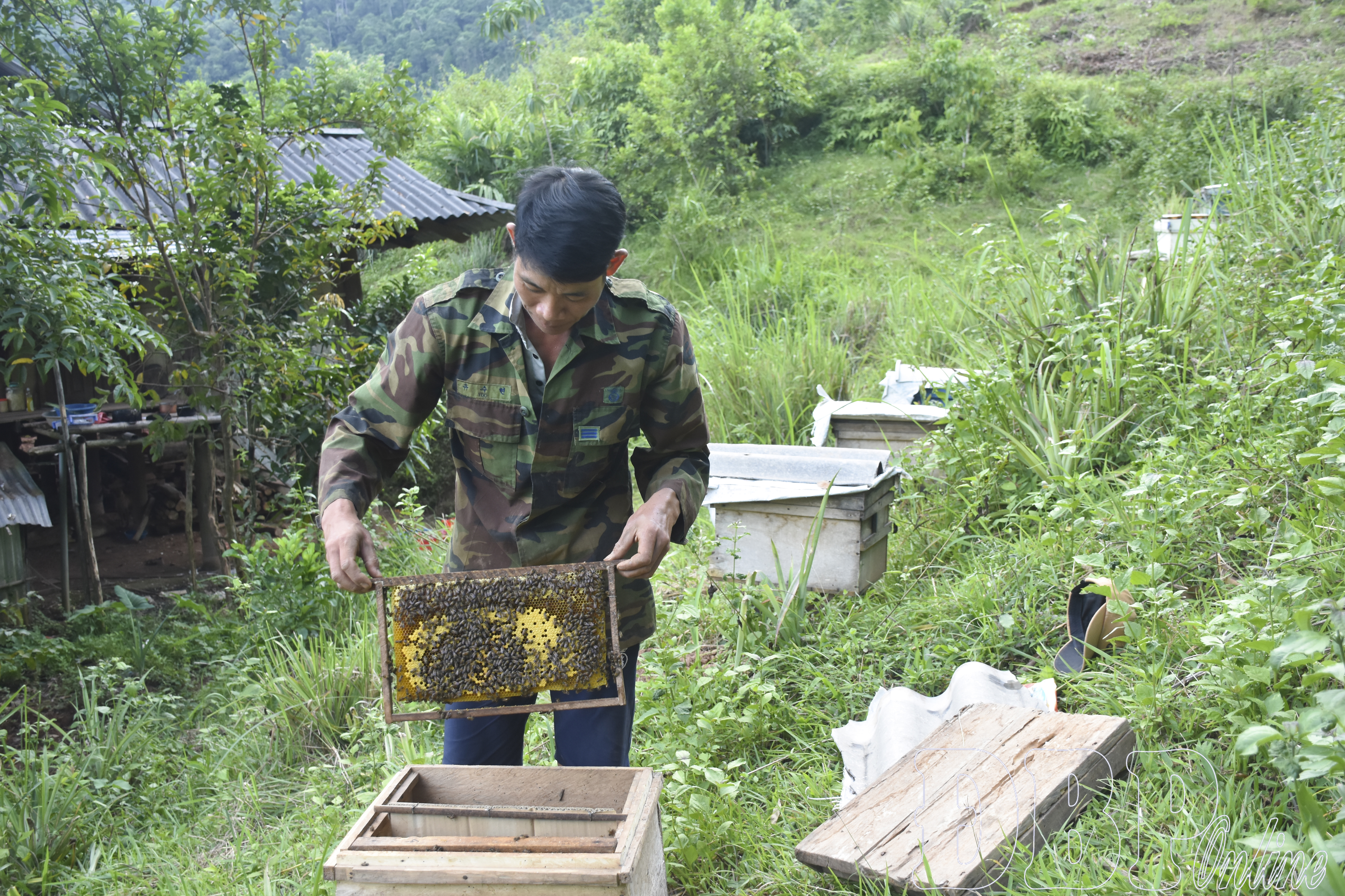 Biến “vàng xanh” thành sinh kế bền vững