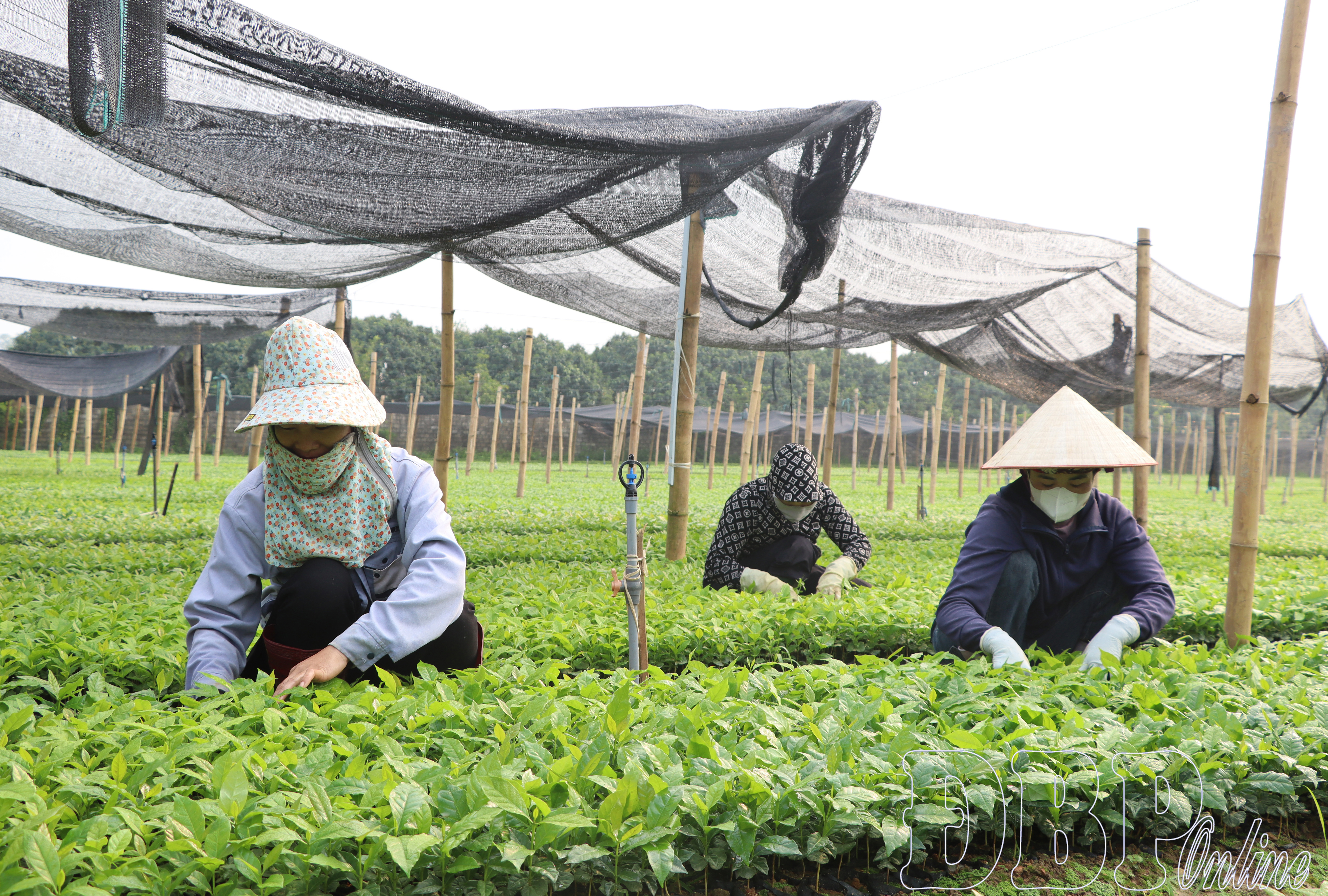 Đảm bảo xuống giống cà phê, mắc ca đúng thời vụ