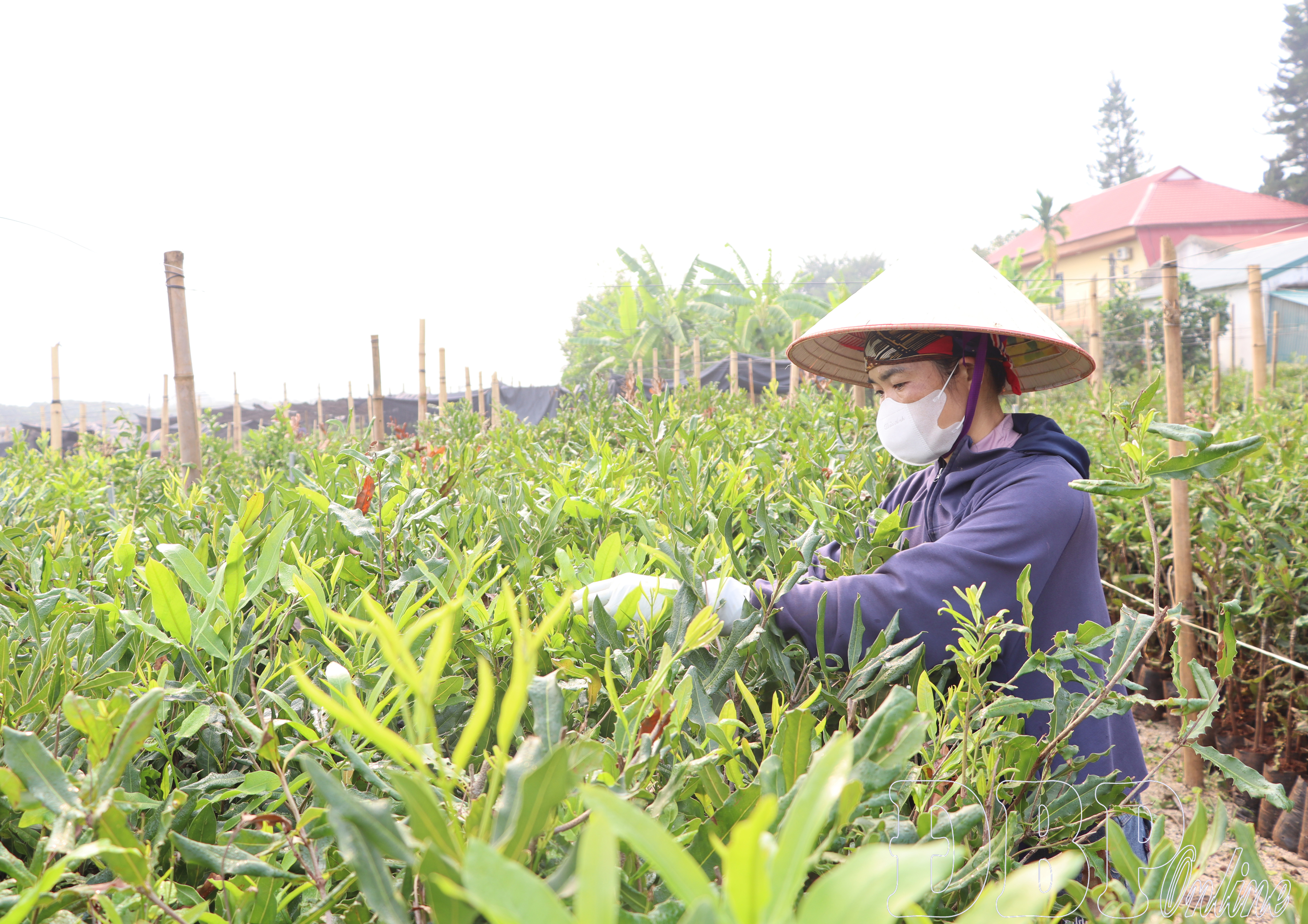 Siết chặt quản lý chất lượng giống cây trồng trước mùa vụ