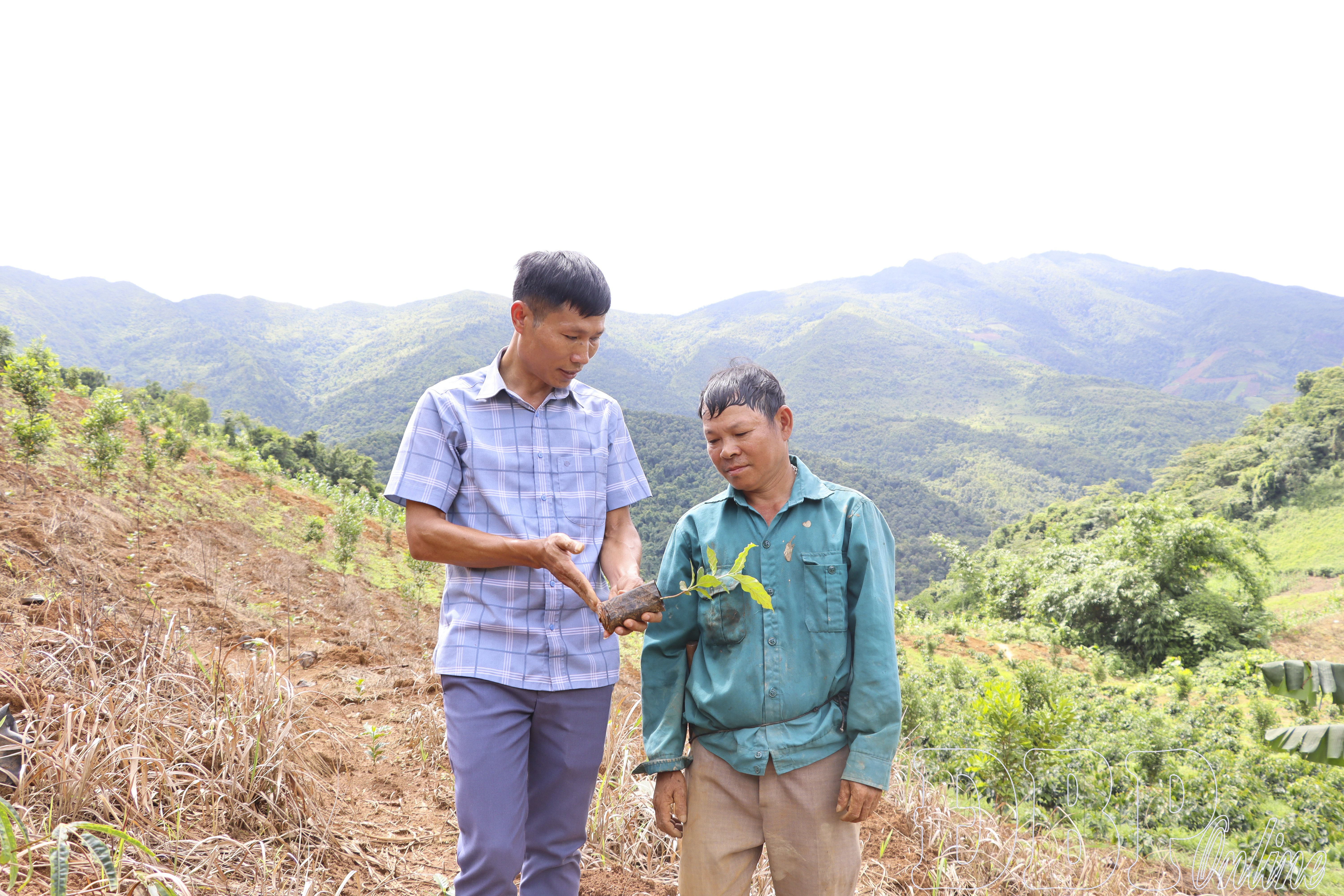 Chiềng Sinh tập trung chăm sóc cà phê trồng mới