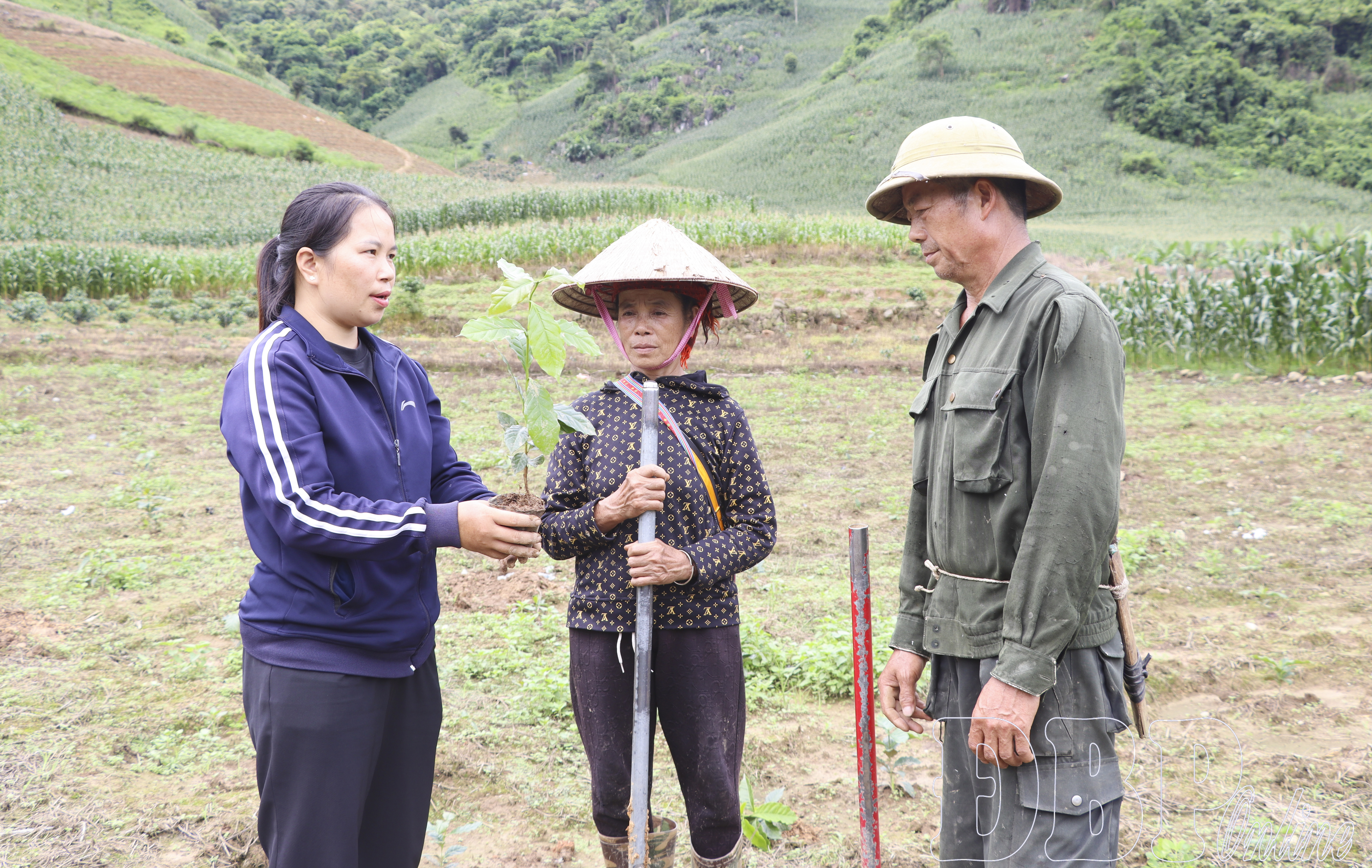 Khẩn trương hoàn thành vụ trồng mới cà phê, mắc ca