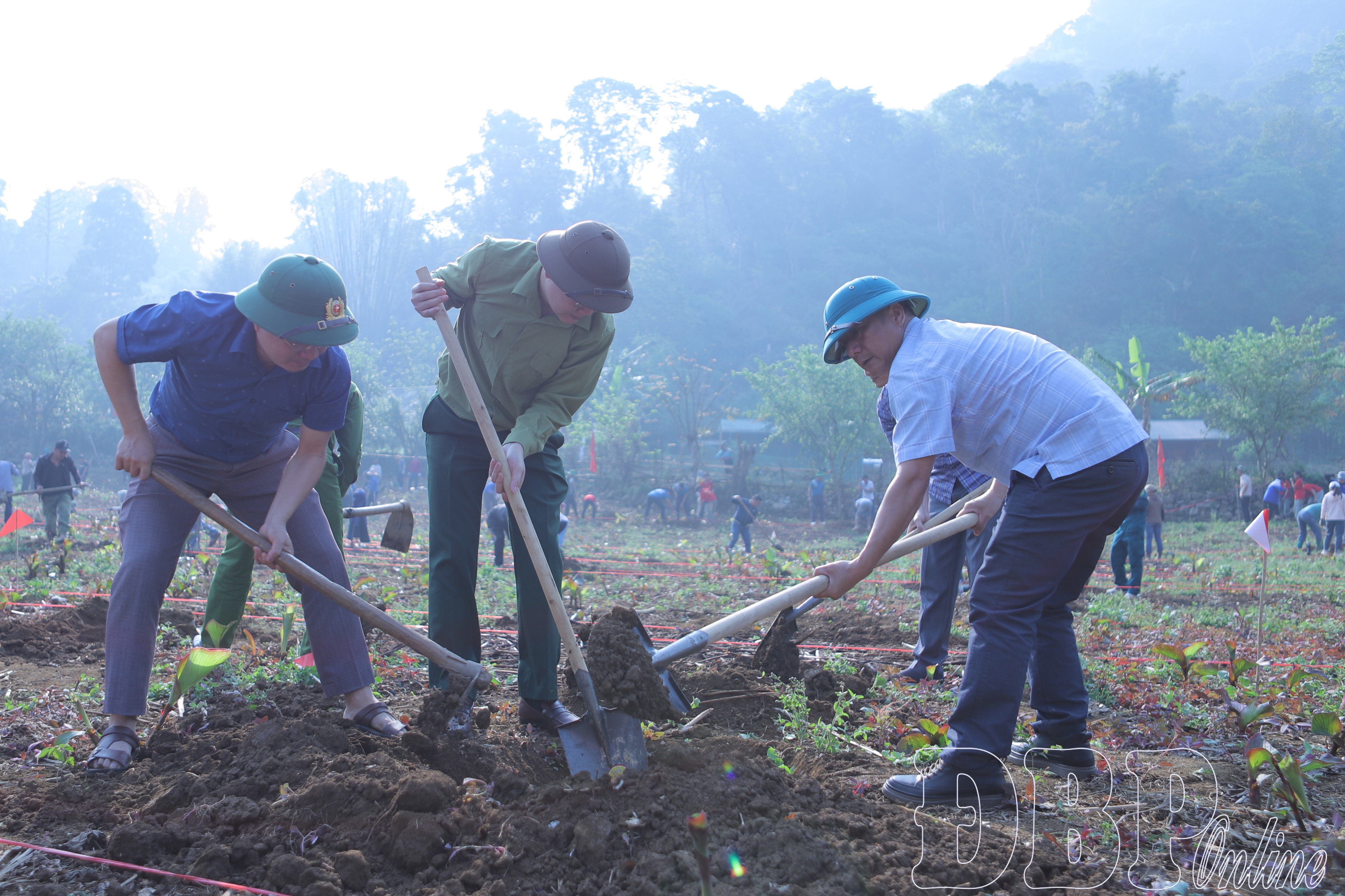 Mường Tùng phấn đấu trồng 50ha cây mắc ca xen lẫn cà phê