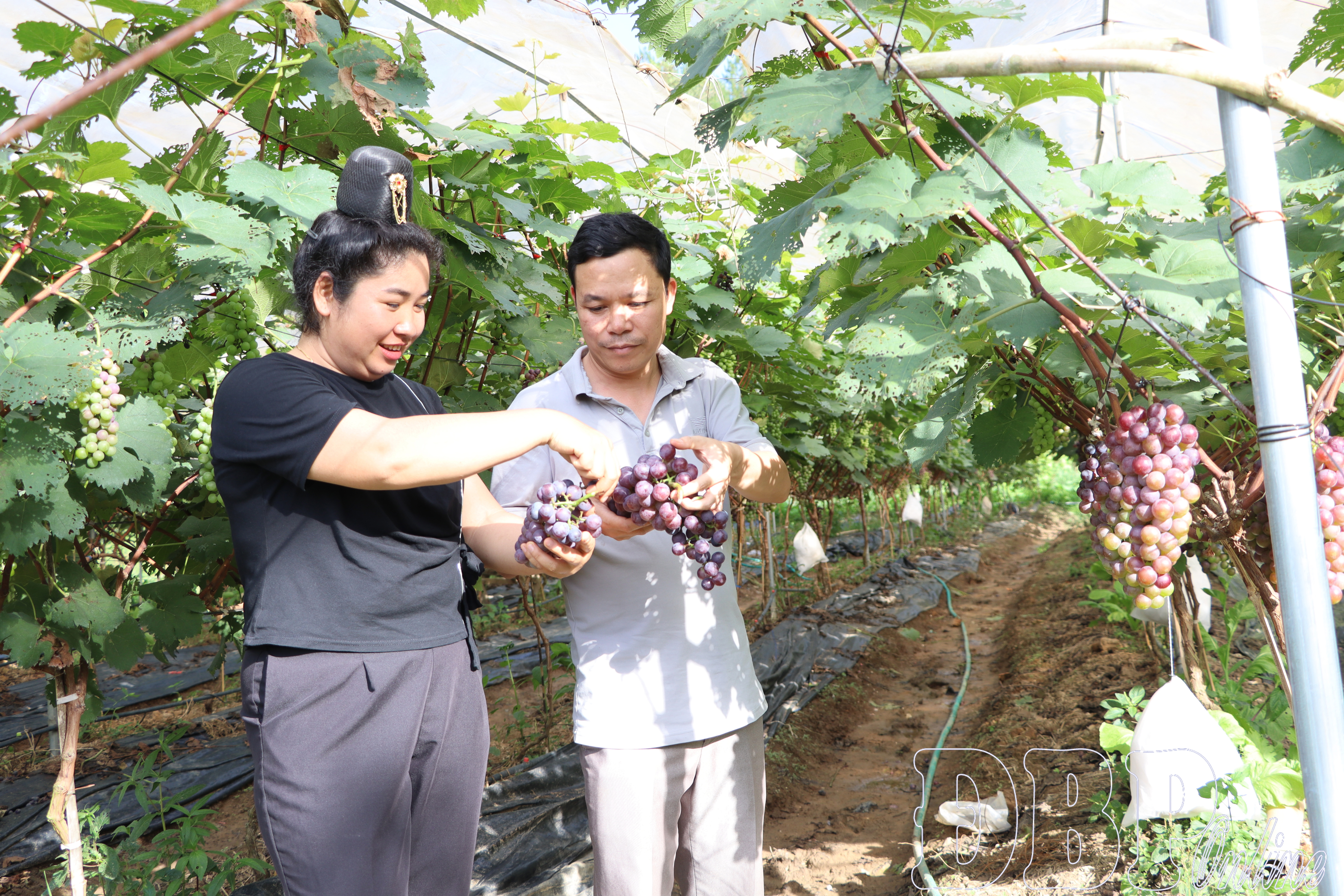 Đồng hành cùng nông dân thay đổi tư duy sản xuất