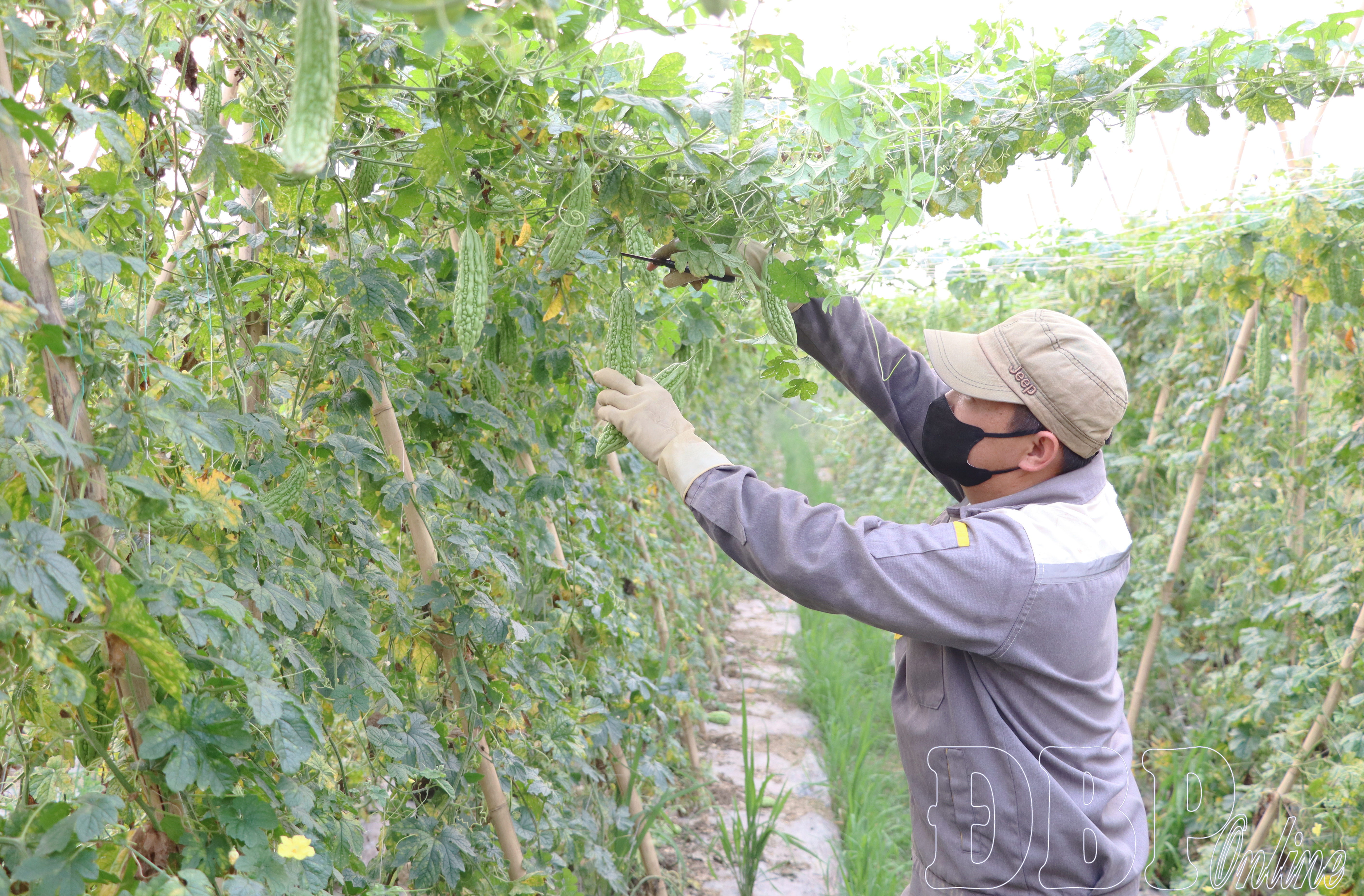 Chuyển đổi đất lúa thích ứng với biến đổi khí hậu