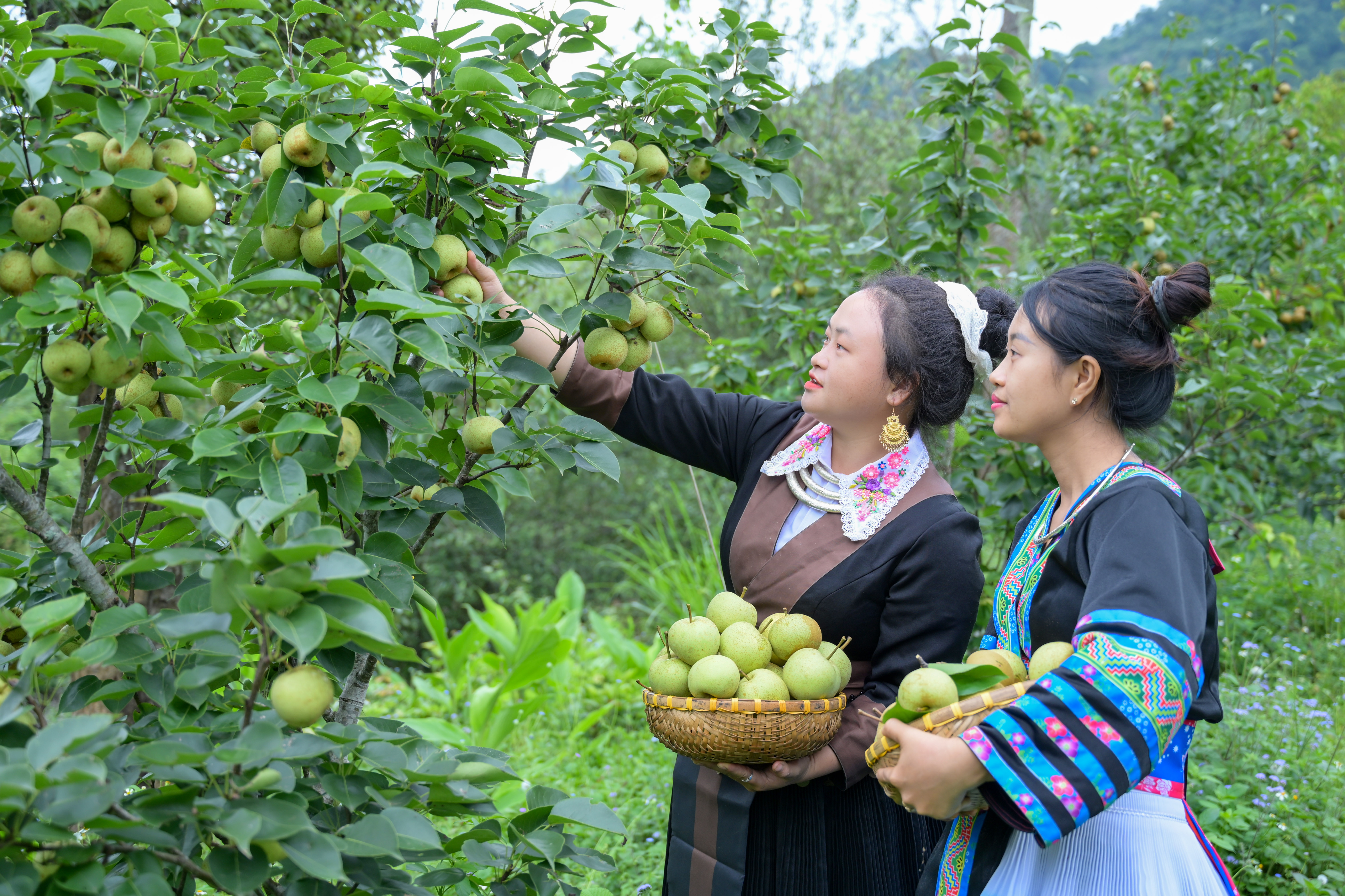 Ngọt lành mùa lê chín Pu Nhi 