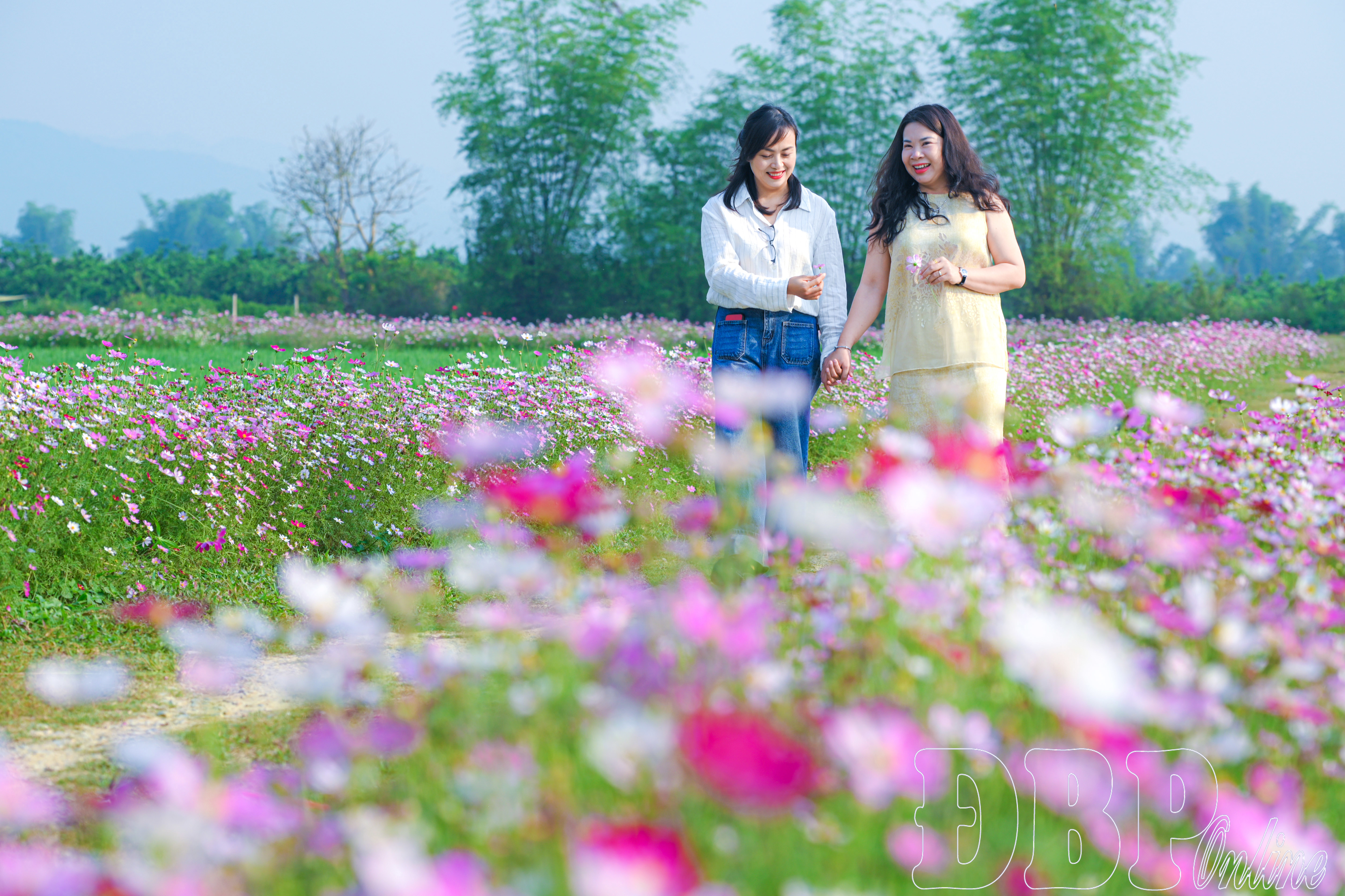 Đường hoa lung linh giữa đồng quê Thanh Nưa