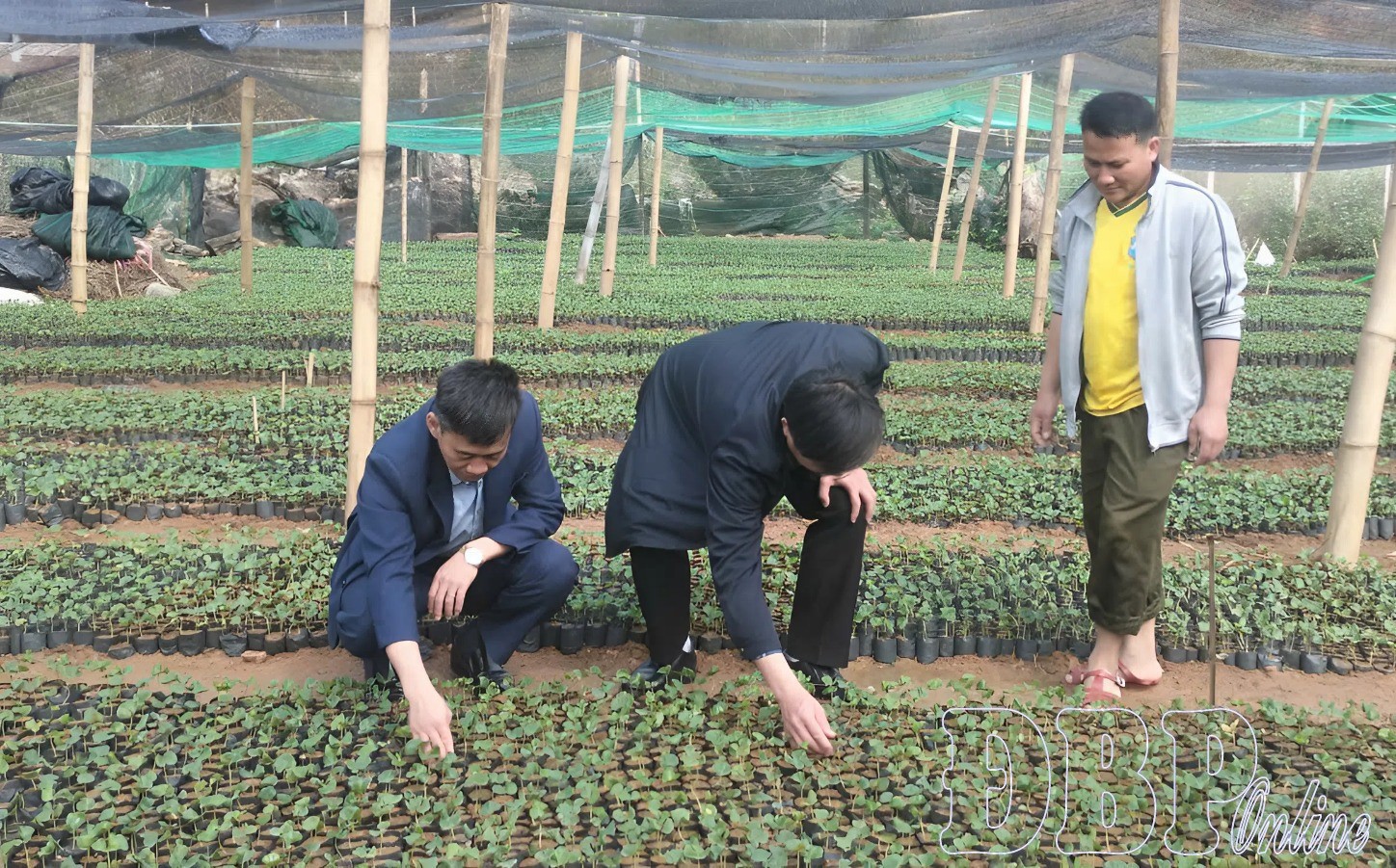 Mường Luân kỳ vọng đưa cà phê trở thành cây trồng chủ lực