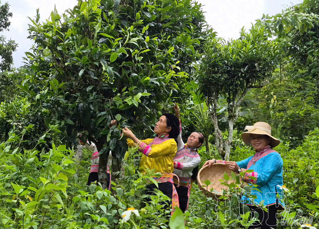 Nồng ấm hương chè của người Xạ Phang