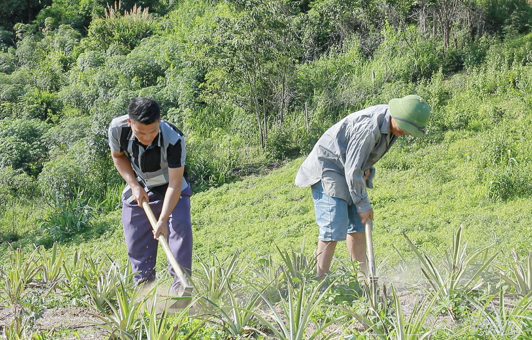 Mở rộng cây trồng thế mạnh tại Phình Giàng