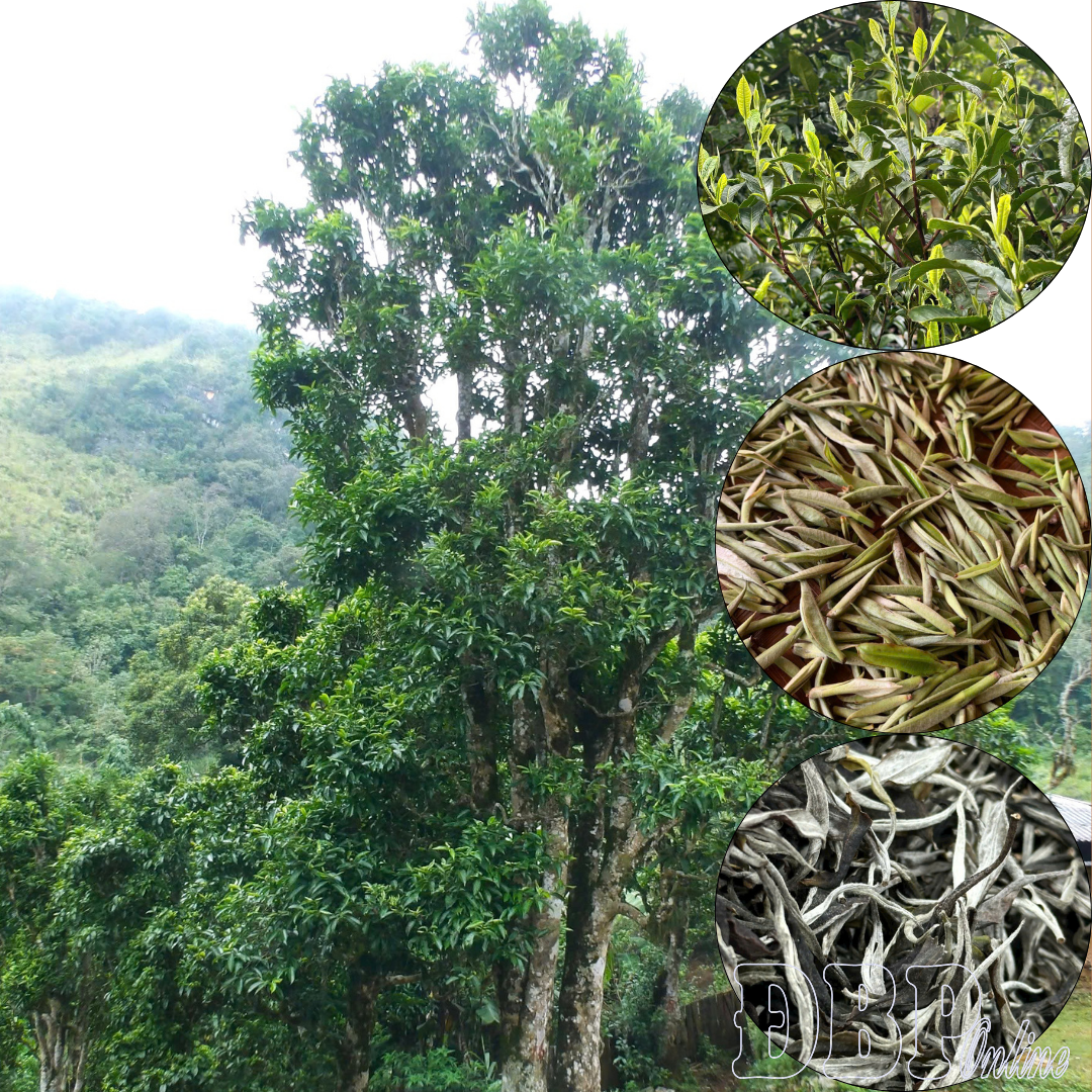 Định tên cho chè Shan tuyết Tủa Chùa