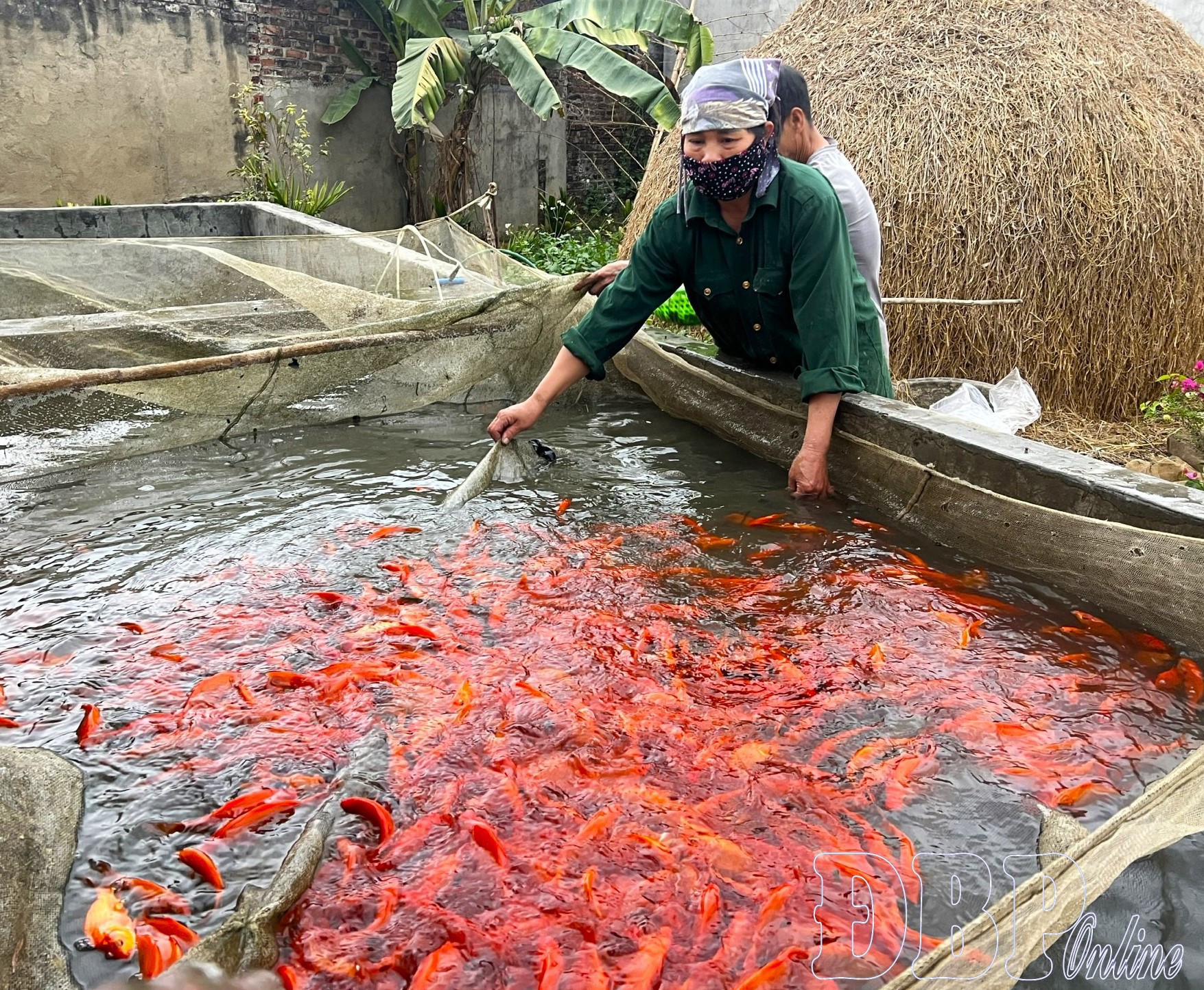 Nhộn nhịp vào vụ cá chép đỏ