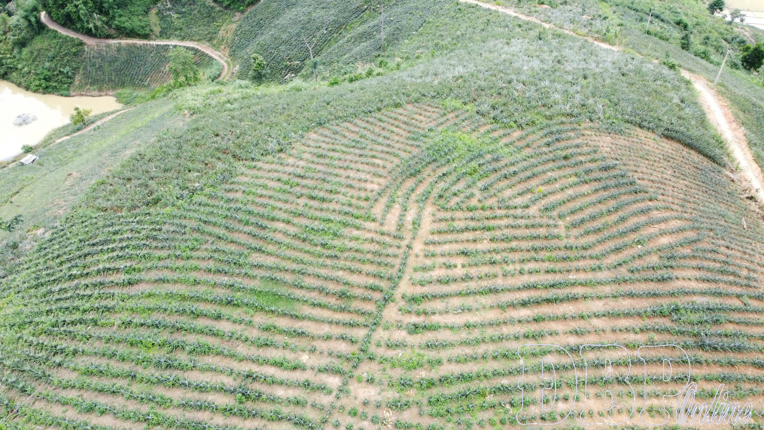 Tạo lập nhãn hiệu gạo Mường Thanh, dứa mật Pu Lau