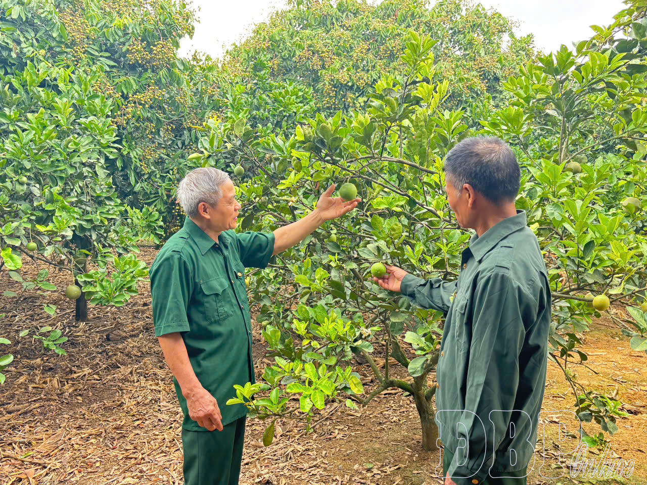 “Khoác áo mới” trên đồng đất cũ